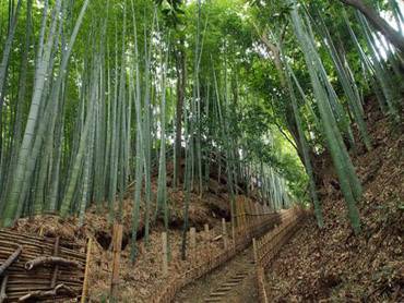 佐倉　ひよどり坂 1