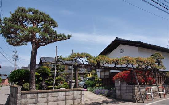 平原の松